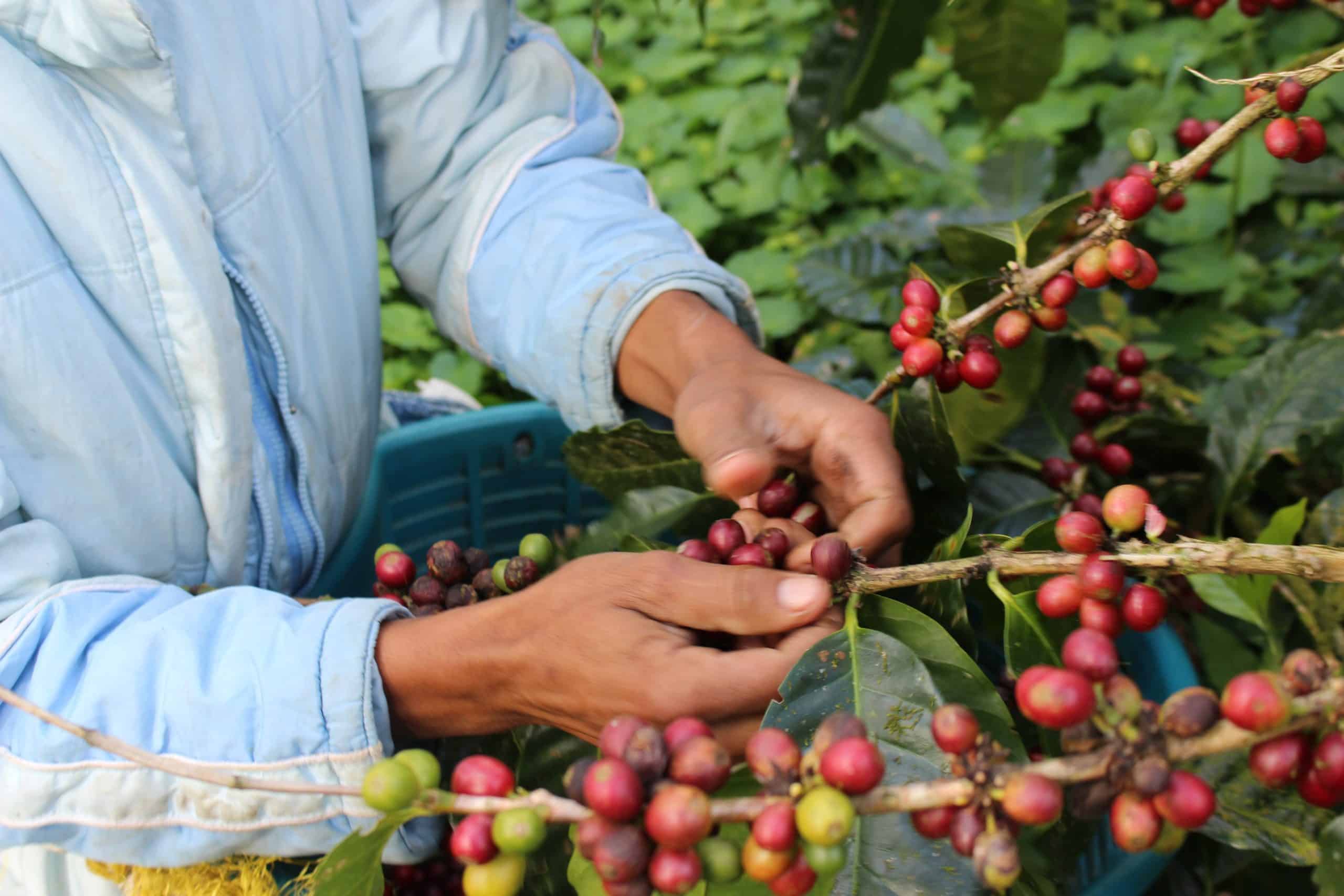 A coffee farmer picking fresh coffee beans.
