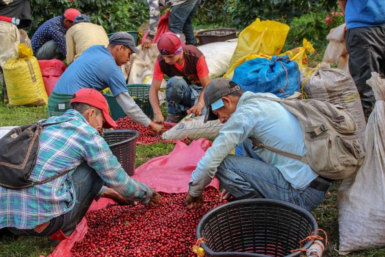 Coffee farmers sorting through coffee beans.